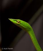 Green Vine Snake 